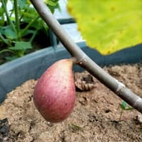 バナナの収穫