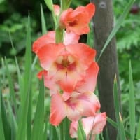 花壇の主役「スカシユリ」終わりです。