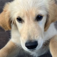 仔犬ちゃんモコママ卒業