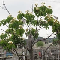 やっと雨が降りました