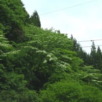 ナツハゼ