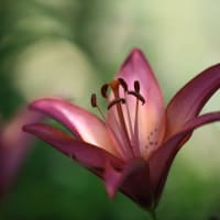 筥崎宮花庭園の百合と紫陽花