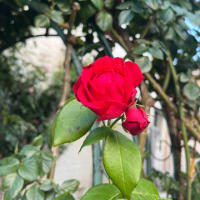 薔薇🌹