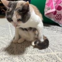 固まったはあちゃん