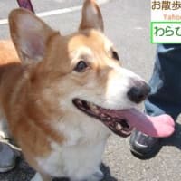 コーギー　わらびくん