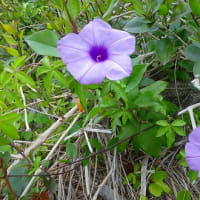 沖縄で見つけた花（２０２４年２月１６日撮影）