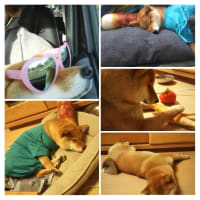 柴犬