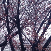 高気圧酸素治療　２６回目　桜咲く、そしてチュ－リップも咲いた