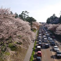 #086 -’24.　満開の桜を石川橋上から眺め