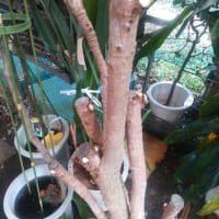 パキラの買い方 選び方 植木リース屋の実践的観葉植物の育て方 これが枯らせない育て方だ 室内観葉植物のプロが教える本当のワザ パキラの買い方 選び方 植木リース屋の実践的観葉植物の育て方 これが枯らせない育て方だ 室内観葉植物のプロが教える本当のワザ