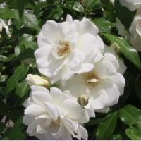2025ー07ー12(^_-)-☆初夏の我が家の花壇～🌹バラの花達のミュージックMovie②！