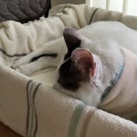 宅急便の話と、ぼたんくん近況など