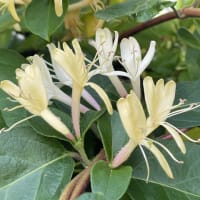 忍冬（すいかずら）の花