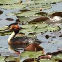 コウホネの咲く湖面で、巣作りに励む  “カンムリカイツムリ” ．．．