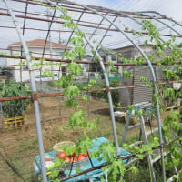 元気なトマトたち