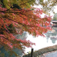 紅葉狩りに行きました