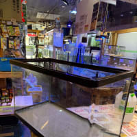 中古600×300×360ガラス水槽