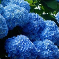 「私の四季」紫陽花の季節