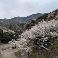 お花見ドライブ