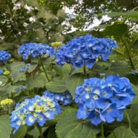 紫陽花　・   スモークツリー
