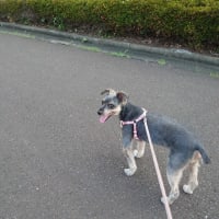 6/20(金)久々の甘楽公園〜🎵ラブユー東京（黒沢明とロス・プリモス）