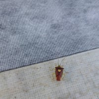カメムシの背中にハート