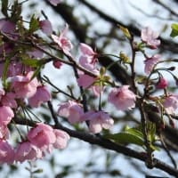宇和島市の道の駅・きさいや広場のお嬢さんたちとカンザクラと杏子の花♪