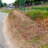 のり面の草取り終わる