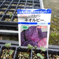 花の咲かないジャガイモに 羽須美の百姓 花の咲かないジャガイモに 羽須美の百姓
