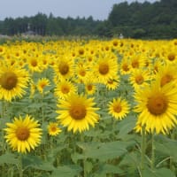 玉城町「アグリのひまわり」見てきました～(^^) 2025