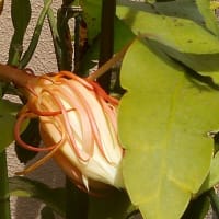 あ～ 月下美人の花が見てみたい