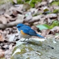 06/20探鳥記録写真：２０２５年１月に出会った鳥たち①