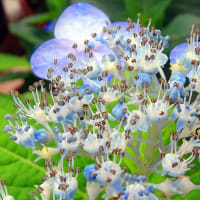 ヤマアジサイの真花咲く頃、ミヤマハナシノブは蒴果育む