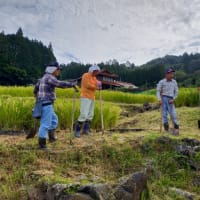 上沼田地区の稲刈り体験会を開催します！