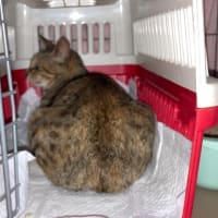 生活困窮者の多頭飼育崩壊