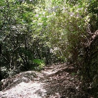 幻の「徳川道」歩き　杣谷
