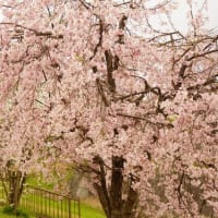 桜（2024春）