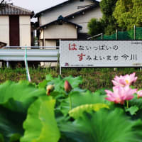 今朝早く、今川の花池に蓮の花の開花を見に行って来ました、通勤ラッシュに出会い、思う様に進まず、イライラ爺は、現地到着までに体力消耗為て、思う様に蓮の花と向き合え無かった。