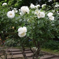 相模原北公園の薔薇