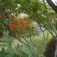 紅葉？？