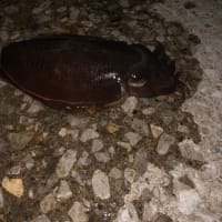 エギング始めました