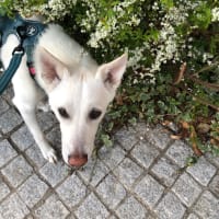 今年も見れました。