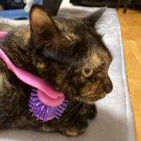 ありがた迷惑にゃクロちゃん