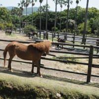 開聞山麓自然公園とトカラ馬