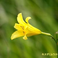 03/20花日記：くじゅうタデハラ湿原の山野草）