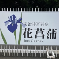 花菖蒲