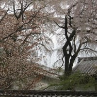 醍醐寺の桜