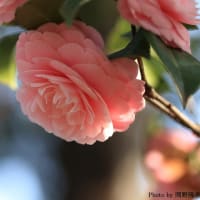 「椿/つばき×2種 各4枚。」