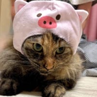 ６月２８日　思わず吹き出す被り物