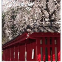 警固神社の桜　満開
